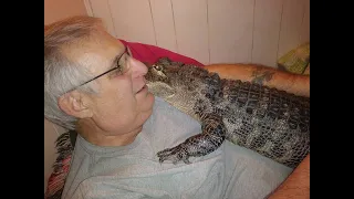 5-foot, 60-pound emotional support alligator goes viral