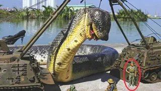 दुनिया के 10 बड़े सांप देखकर हैरान रह जाओगे 10 biggest snake ever found