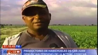 Productores de habichuelas de San Juan denuncian perdidas de la actual cosecha