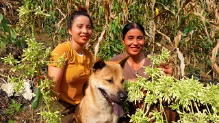 Mother & Ana picking wild vegetables and harvesting rooster Goes to the market sell - Ana Bushcraft