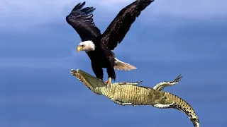 Most Deadly EAGLE Attacks 2020 - Most Amazing Moments Of Wild Animal Fights