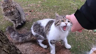 Stray Cats Being JERKS! Savage Cats Attacks Compilation