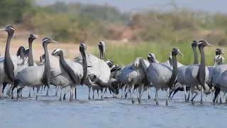 Demoiselle crane   ||  Nalsarovar birds sanctuary  ||  March  ||  2024....