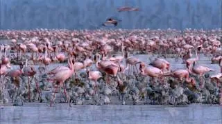 Disneynature - DAS GEHEIMNIS DER FLAMINGOS - Offizieller Trailer