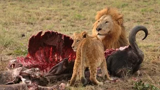 Lion Documentary 2015 BULL BUFFALLO vs LIONS OVERCOME DEATH!! NAT GEO WILD