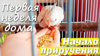 ПЕРВАЯ НЕДЕЛЯ ДОМА. Попугай первый раз сел на руку. С Чего Начинать Приручение? | Рокки Life