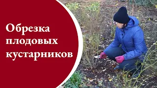 Обрезка плодовых кустарников (голубика, крыжовник, смородина)