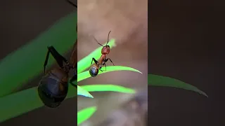 Mes fourmis ont un nouveau monde ! (Camponotus nicobarensis)