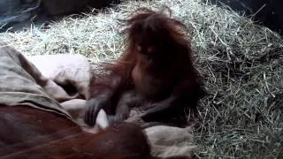 Family Orangutang - семья орангутангов (CANON SX130).mkv