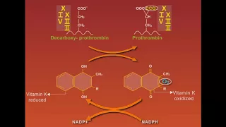 Warfarin animation