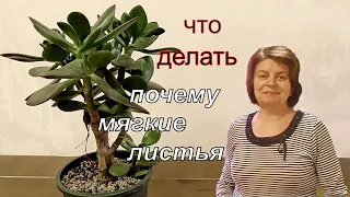 Денежное дерево Толстянка. Основные причины почему листочки становятся мягкими.