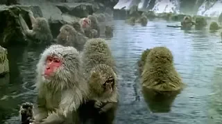 Monkey Spa | Cousins | BBC Earth