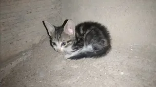 Rescue a lost kitten hiding to save his life from stray dogs (part 1)