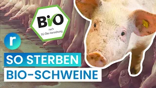 Bio-Schlachtung: weniger Leid fürs Fleisch? | reporter