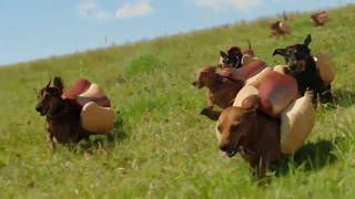 HEINZ Ketchup 2016 Hot Dog Commercial the 'Wiener Stampede' Weiner dog running