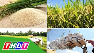Giá gạo tăng nhẹ, giá lúa ổn định | THDT