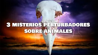 3 Misterios Perturbadores De Animales | Dross