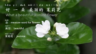 Jasmine Flower (茉莉花) Learn Chinese through Song with Lyrics
