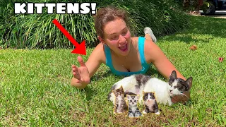 MY PREGNANT CAT GAVE BIRTH! WHAT NOW?!