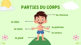 les parties et les organes du corps en français