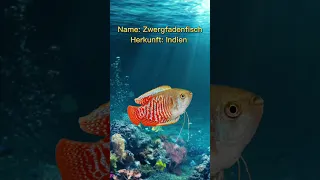 Aquarium Fische für Anfänger