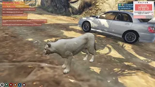 Have You Ever Seen a Mountain Lion Get in a Car? | NoPixel GTA RP