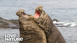 How Do Elephant Seals Fight Off Rivals? | Survival of the Weirdest | Love Nature