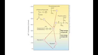 Where ATP's metabolic power comes from and how it's used