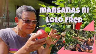 Magpatubo ng Buto ng Mansanas | Planting Apple Seeds