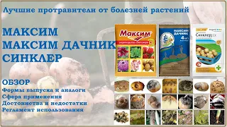 Максим, Максим Дачник, Синклер - лучшие фунгицидные протравители. Обзор средств от болезней растений