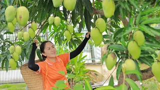 Harvest Mango Garden goes to the market sell | Emma Daily Life