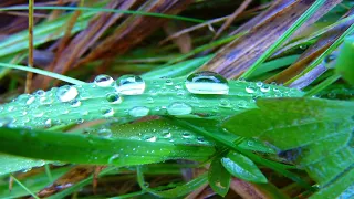 Dale un respiro a tu Día - Medita solo 20 Minutos Profundamente y Llénate de Amor.