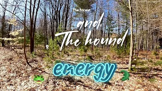 The forest and The hound 🐕  🐸 🐊 energy