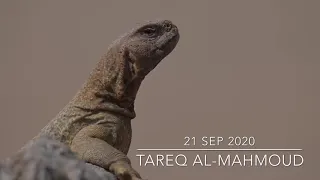 Uromastyx ,Spiny-tailed lizards الضب في صحراء قطر 💞