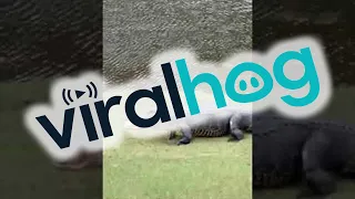 Alligator Takes off with Golf Ball || ViralHog