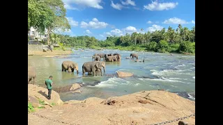 Sri Lanka Pinnawala elephant orphanage