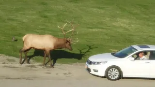 Bull elk vs car at Mammoth Hot Springs, Yellowstone National Park