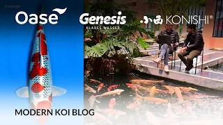 Modern Koi Blog #5641 - Makoto erklärt die Koi aus Konishi Koi Auktion No. 563