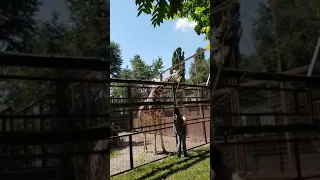 Что делает ЖИРАФ?  Жираф в зоопарке!