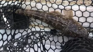 Flathead fishing at Forster nsw