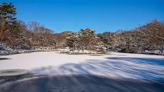 [4K HDR] Seoul Snowy Walk Changgyeonggung Palace Birds Relaxing Ambiance Korea ASMR