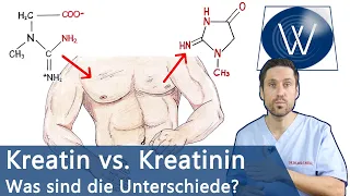 Kreatin vs Kreatinin = Muskelaufbau vs Nierenschaden? Zusammenhänge, Unterschiede, Hintergrundwissen
