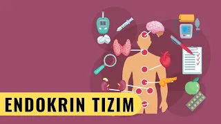 ENDOKRIN TIZIMI (KHAN ACADEMY)