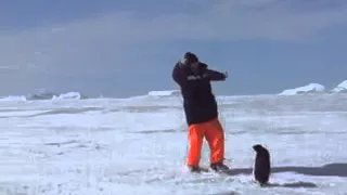 Пингвин напал на человека 240