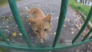 ПРИКОЛЫ С КОШКАМИ 2016 FUNNY CATS 2016 Compilation #4