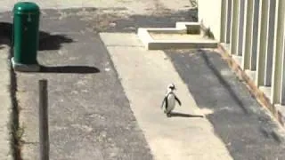 African penguin at Boulders Beach, South Africa.