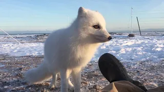 Spot, the Arctic Fox, makes a new friend in our Polar Bear Migration Fly-In Safari camp.