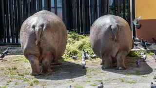 ZOO /  Калининградский зоопарк