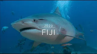 Diving with Tiger Sharks in Fiji