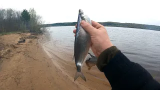 ПРОБУЕМ ЛОВИТЬ ЧЕХОНЬ. ЛОВЛЯ ЛЕЩА. НЕ ГУСТО, НО И НЕ ПУСТО!